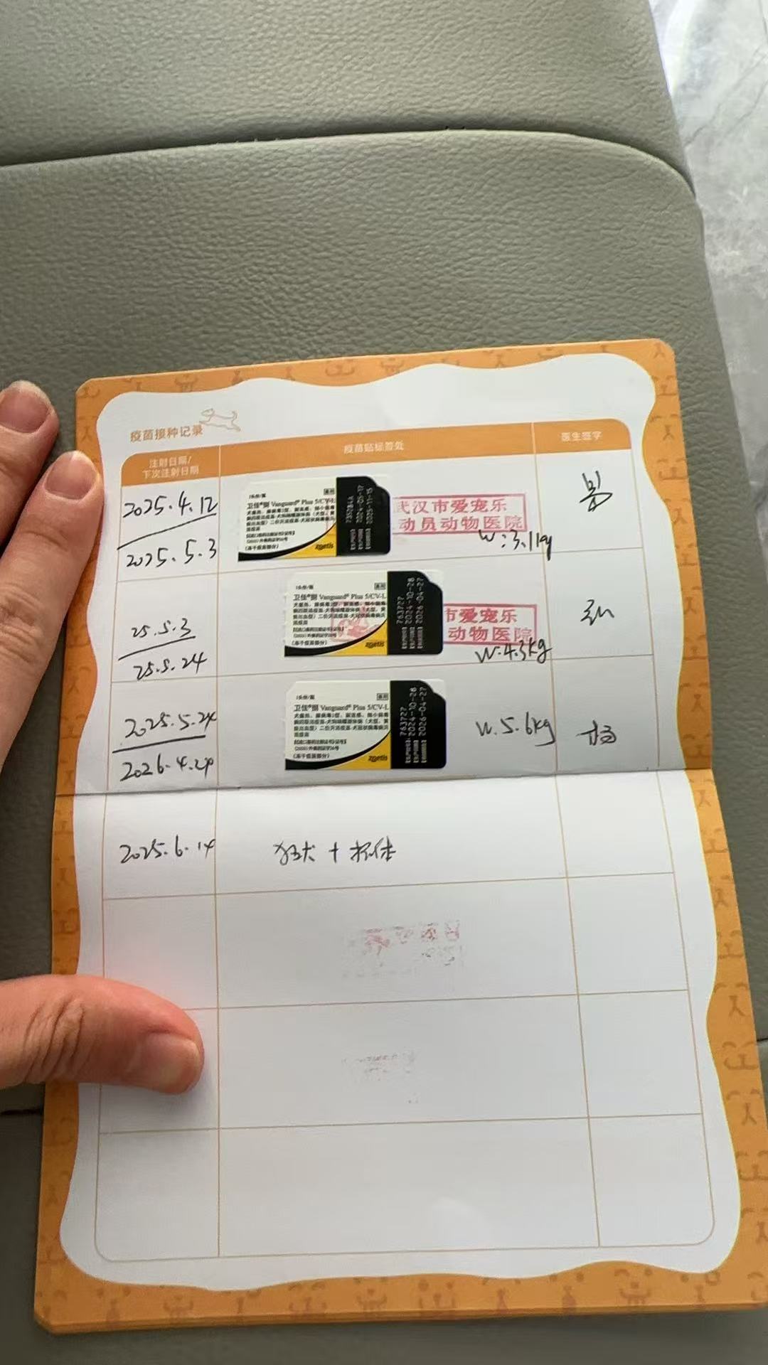 头型版正，花开均匀。超级聪明。